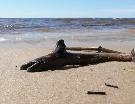 Old branch in the sand beach