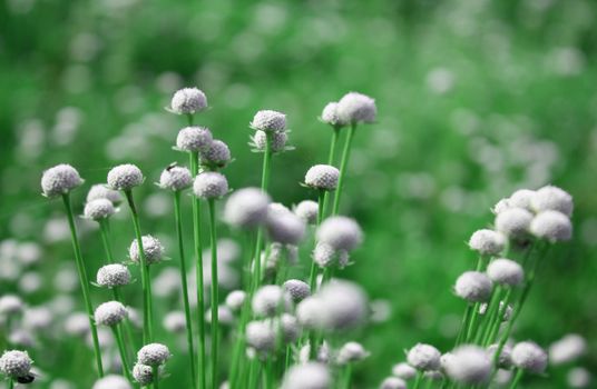 A background of beautiful flowers in the tropical meadows.