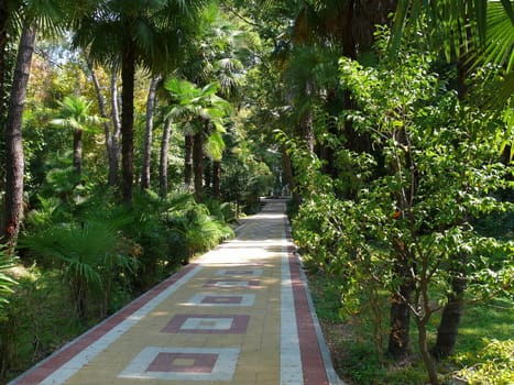 Park in the center of Sochi