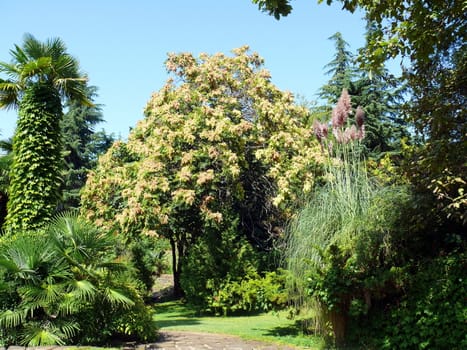 Park in the center of Sochi