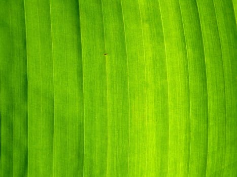 texture of palm leaf