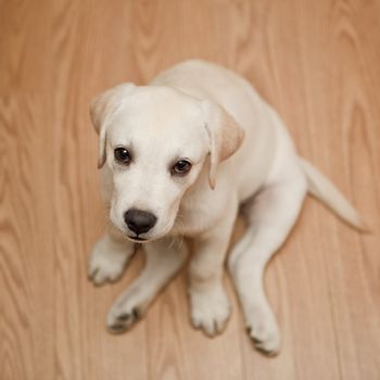 Top view of a labrador retriever puppy sitting on the floor