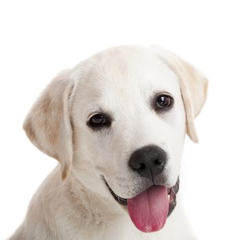 Beautiful portrait of a labrador retriever puppy with tongue out, isolated on white