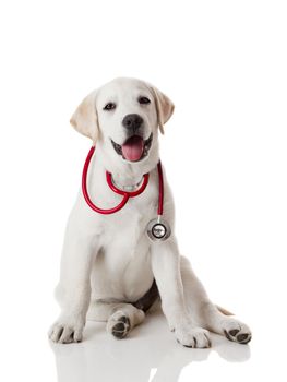 Beautiful labrador retriever with a stethoscope on his neck, isolated on white