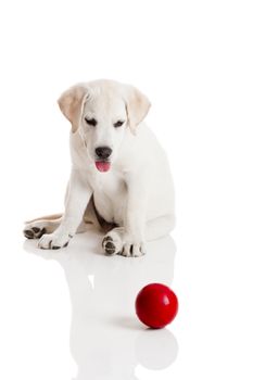 Labrador retriever puppy playing with a red ball, isolated on white