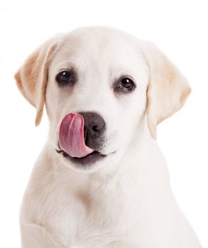 Beautiful portrait of a labrador retriever puppy with tongue out, isolated on white