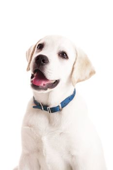 Beautiful portrait of a labrador retriever puppy with a blue dog-collar, isolated on white