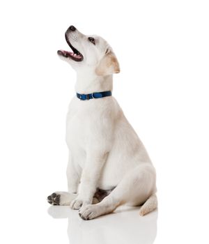 Beautiful labrador retriever cream puppy isolated on white background wearing a blue dog-collar