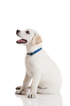 Beautiful labrador retriever cream puppy isolated on white background wearing a blue dog-collar