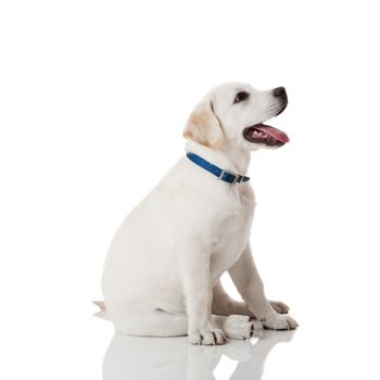 Beautiful labrador retriever cream puppy isolated on white background wearing a blue dog-collar