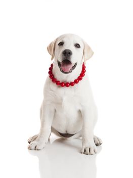 Labrador retriever puppy wearing a red collar, isolated on white