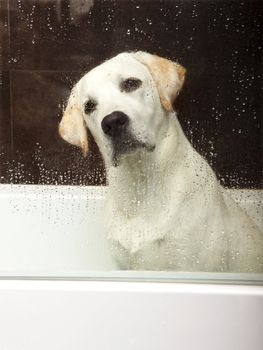 Beautiful labrador retriever inside the bathtub waiting for the bath