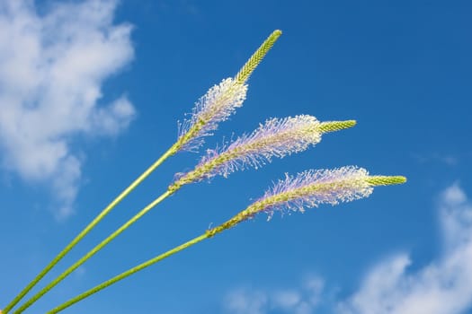 Weeds Hoary Plantain. Latin name: Plantago Linnaeus