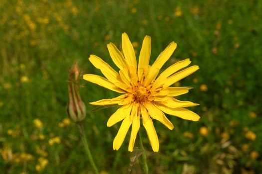 Yellow summer wild flower on a meadow