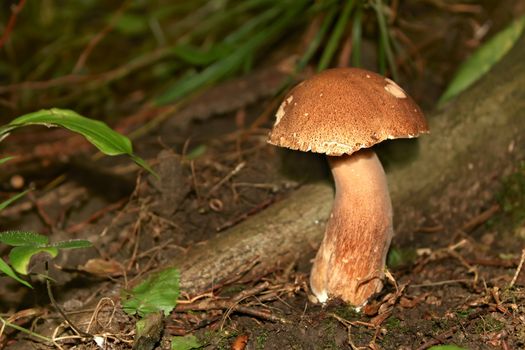 Mushroom growing in their natural environment. Latin name: Boletus edulis