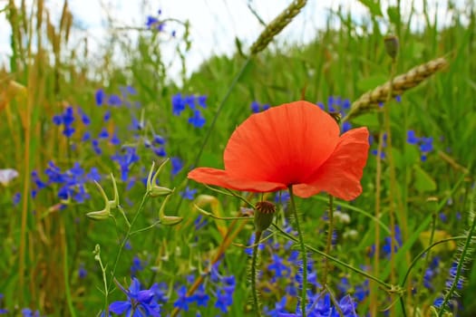 Red poppy blooming among wheat and the motley grass  