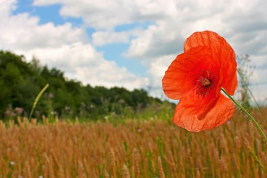 Red poppy on the background fields and forests