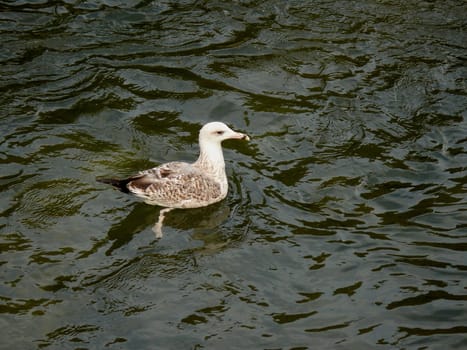 Gull in the water