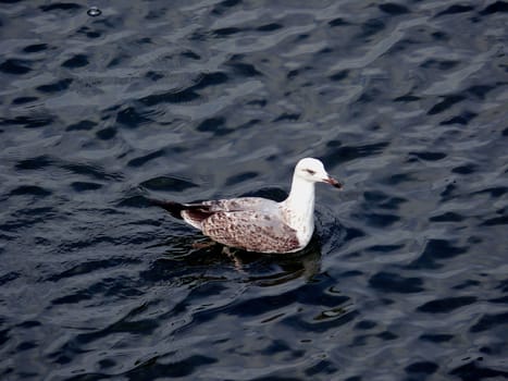 Gull in the water