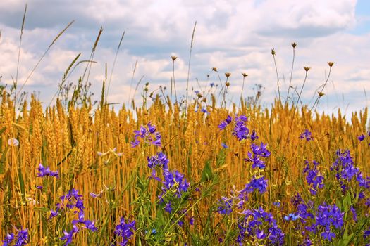 Wild yellow bean flowers bloom in meadows