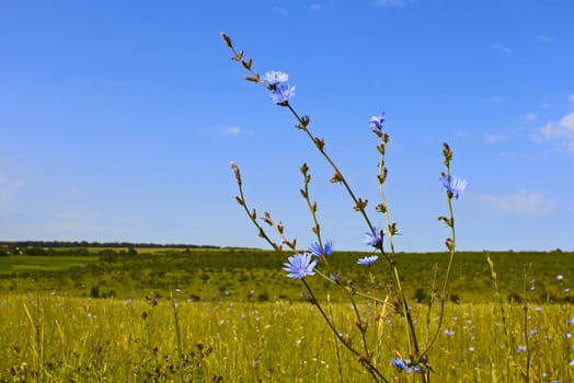 Flowering plant chicory on the background of meadows and sky