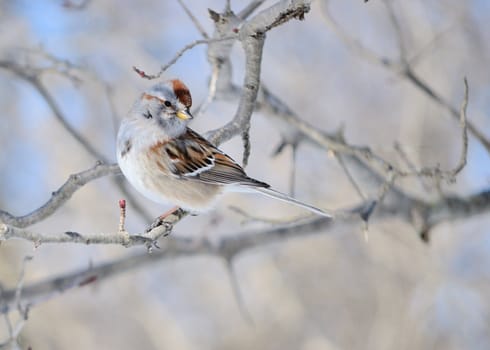 A tree sparrow perched on a tree branch.