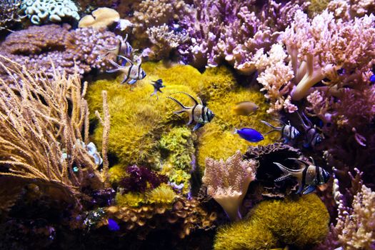 Detail of coral reef: Egypt, Red Sea