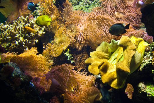 Detail of coral reef: Egypt, Red Sea
