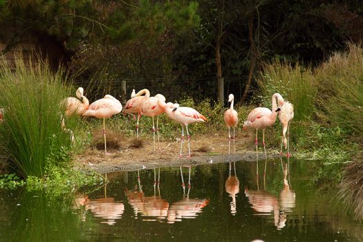Photo of pink flamingos in the zoo