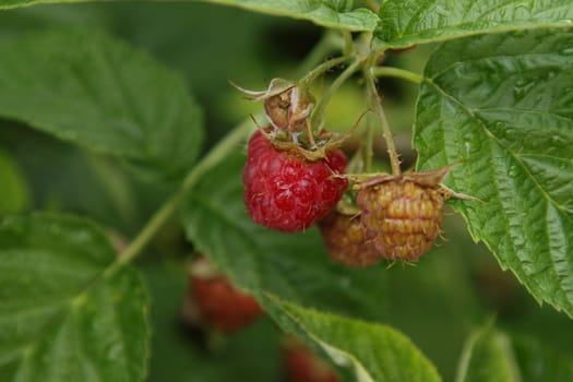 Raspberries among leaves in the garden