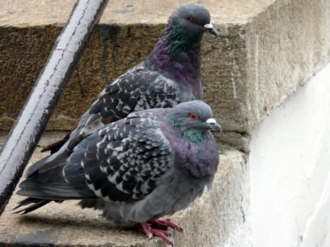 Gray pigeon in the steps