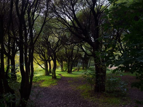 willow alley in the park