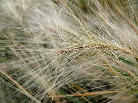 Texture of feather grass