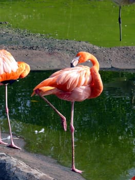 Pink flamingo