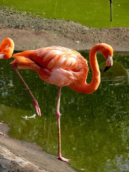 Pink flamingo