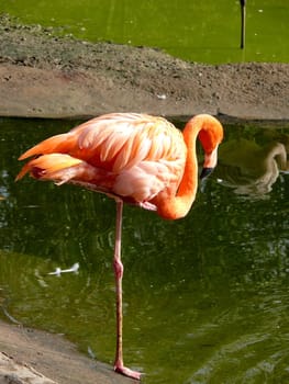 Pink flamingo