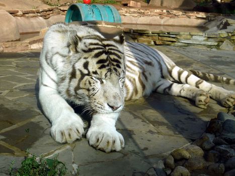 White tiger