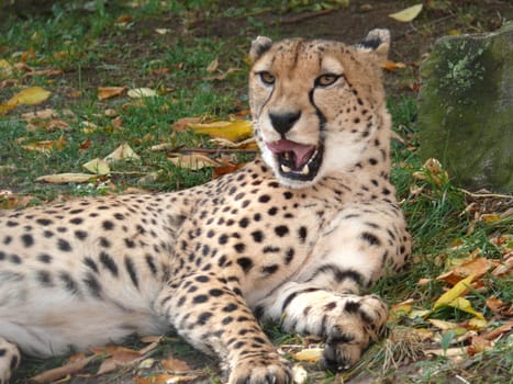 portrait of the Cheetah
