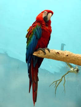Ara macao in Moscow zoo