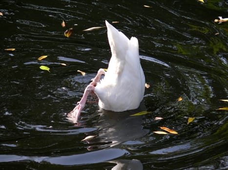 Black-necked Swan 