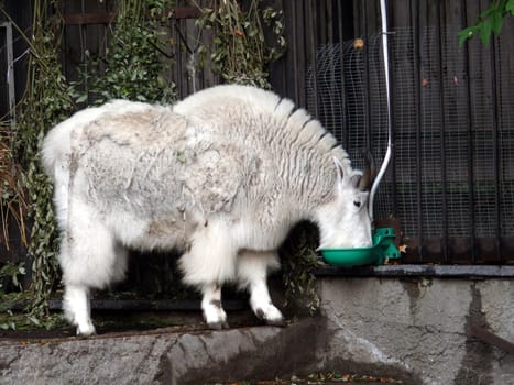 Mountain goat in Moscow zoo