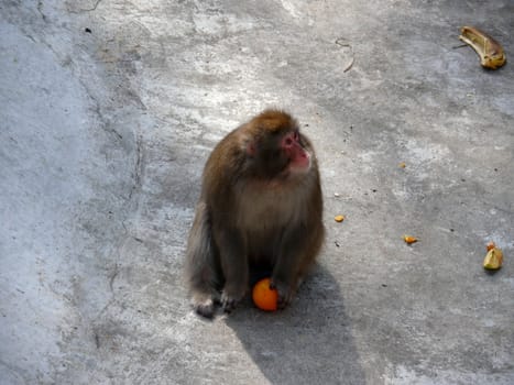 Japanese Macaque