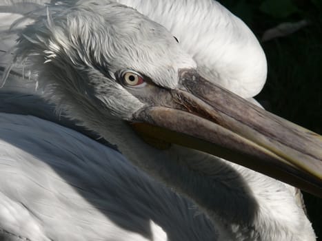 Dalmatian Pelican