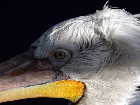 Dalmatian Pelican