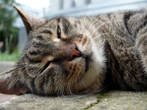 Smiling cat