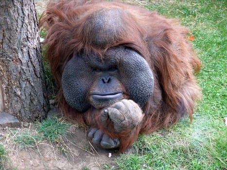 Orangutan  (Pongo)