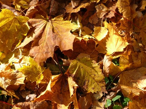 Autumn foliage background