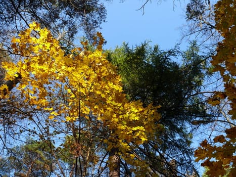 Autumn foliage background