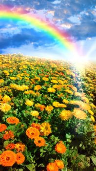 Multicolored flower meadow and rainbow landscape.