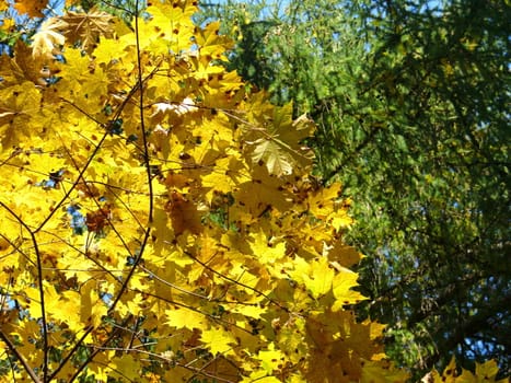 Autumn foliage background